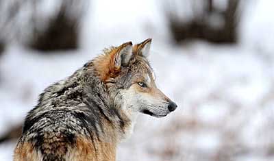A Mexican wolf
