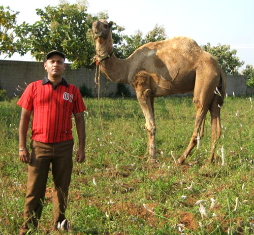 Manju Bod rescued camel resized