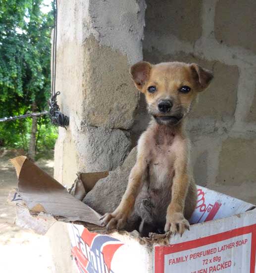 Fele-resized   935186_512742548761507_1737376886_n