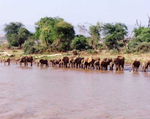 rowofelesphShKenya2010SamburucroppedDSC04011