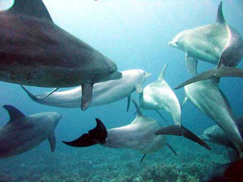 500piselswide-Dolphins_gesture_language