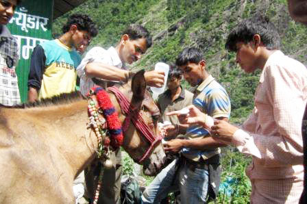 PFA Dehradun flood relief team treating one of the horses