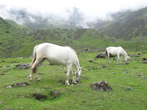 Kedaranath horses before the floods