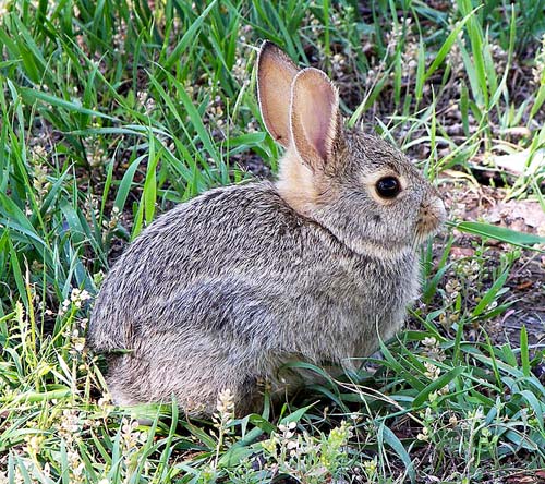 500px-Rabbit_in_montana