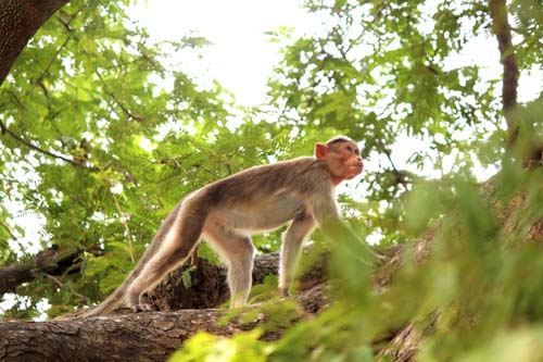 A macaque at Pavapatthu  sacred grove, not one of the Blue Cross monkeys.  