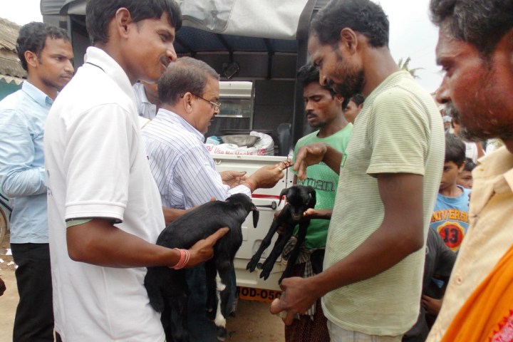 Two volunteers brought two baby goats to Dr. Laxman Behera for treatment.