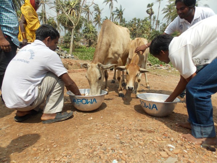 We bring food to many cattle roaming in cyclone-affected areas. 