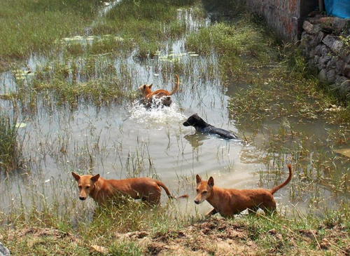 After the cyclone moved along the Odisha coast on October 12, 2013, it left both people and animals feeling insecure and unsettled. 