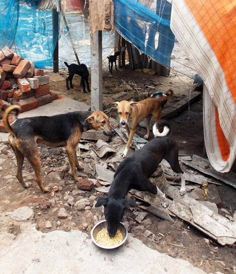 These rescued dogs are so happy to eat, they have no problem sharing their food. 