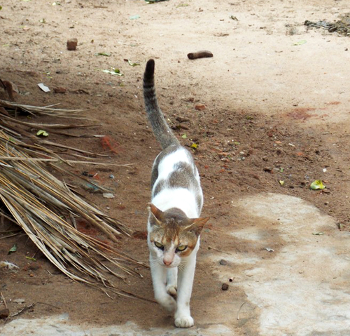 A surviving feral cat walks along a street in Purunabandha village.
