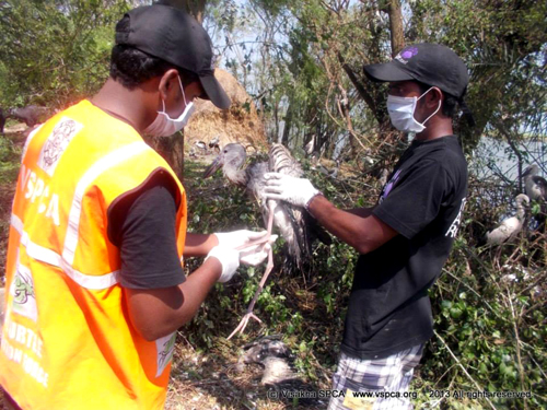 vspca 2--1380135_588729651189452_883051225_n