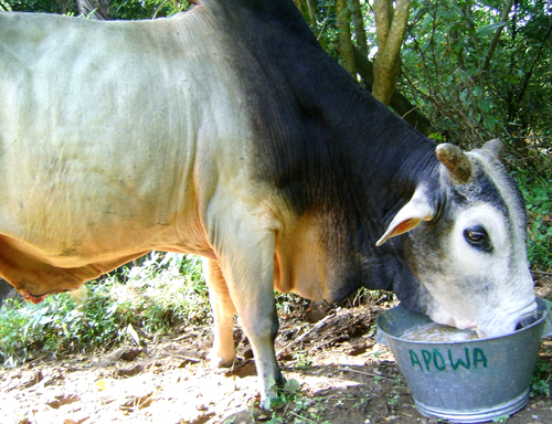 We are also bring food for stray bulls in flood affected areas.