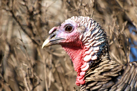 © Dule964 | Dreamstime.com  wild turkey dreamstime_xs_13042477