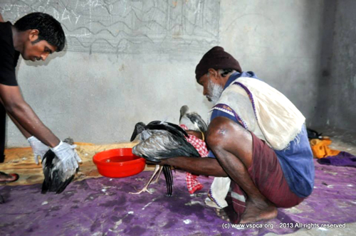 Saleem with birds1383873_10153380421690494_1199571162_n