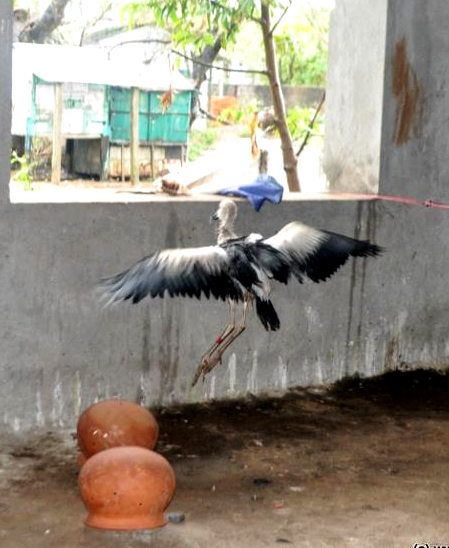 stork by window1148830_10153380419540494_927968019_n