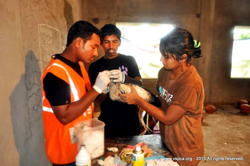 treating a bird1422529_10153380421540494_988676677_n