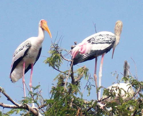 1527065_10153596330985494_1877670156_n