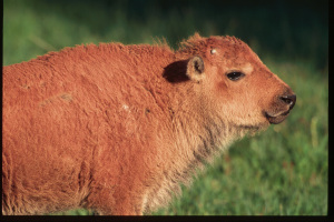 Wildlife Photography © Jim Robertson