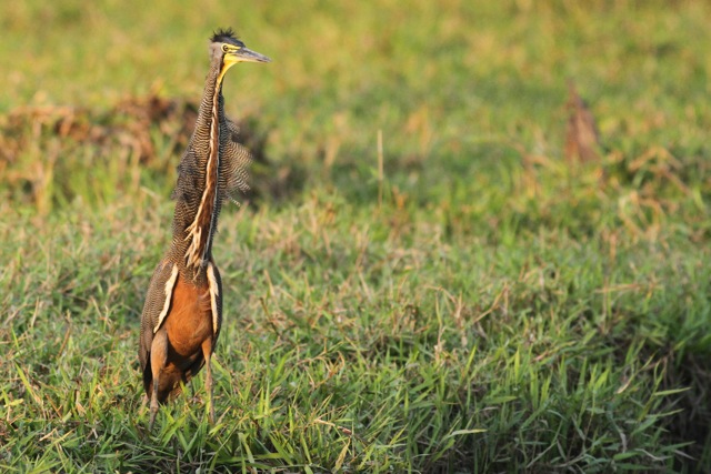 Bare-throated tiger heron, Costa Rica, 22 March 2014 Bare-throated tiger heron, Costa Rica, 22 March 2014