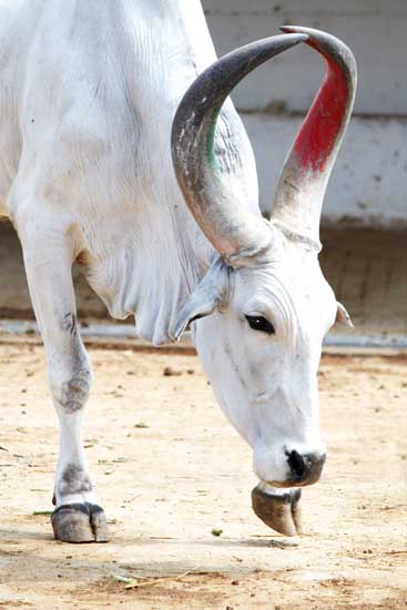 Not a jallikattu bull, this bull was rescued from illegal transport by Blue Cross of India.
