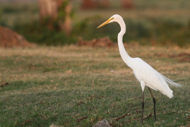 Great egret, 22 March 2014 Great egret, 22 March 2014