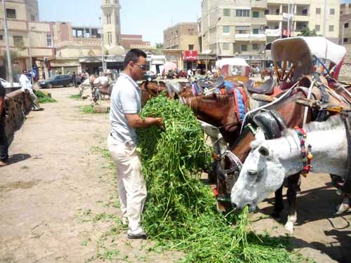 Feeding horses near the Pyramids.