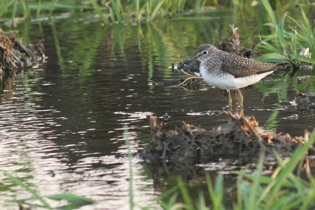 Solitary sandpiper, 22 March 2014 Solitary sandpiper, 22 March 2014