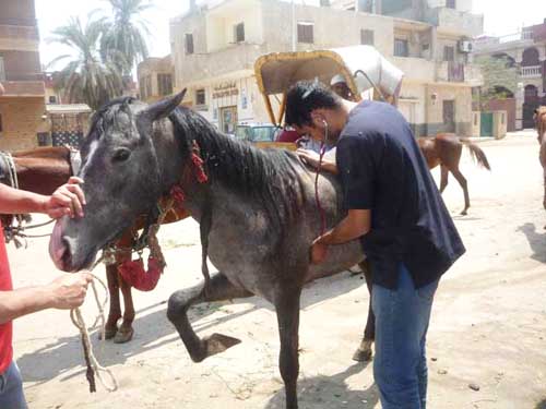 A vet examining a horse.