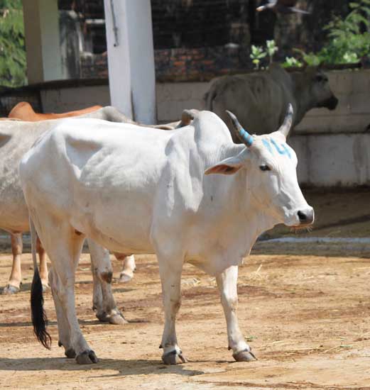 white bull IMG_3725 2