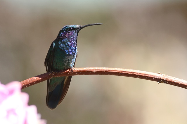 Green violet-ear, 28 March 2014