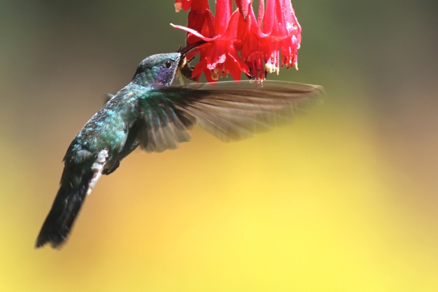 Green violet-ear flying, 28 March 2014