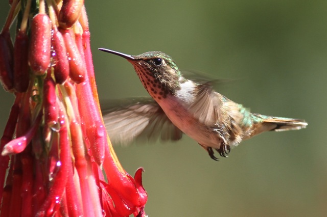 Volcano hummingbird female flying, 28 March 2014