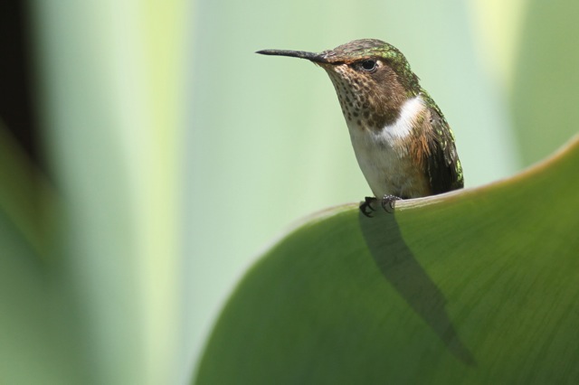 Volcano hummingbird female on leaf, 28 March 2014