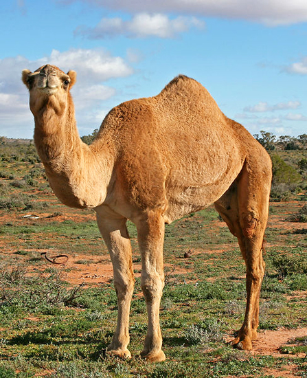 487px-07._Camel_Profile,_near_Silverton,_NSW,_07.07.2007