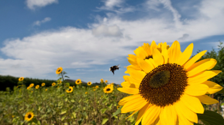 Photo courtesy of centerforfoodsafety.org 