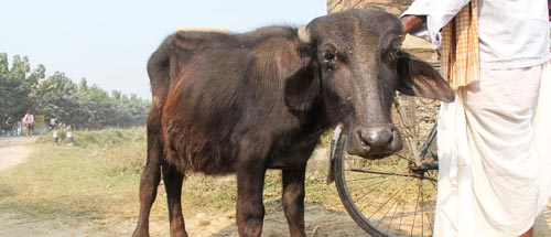 dawnreportone3photooneedited