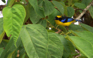 Blue-winged Mountain Tanager, Ecuador