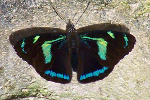 Butterfly, Ecuador