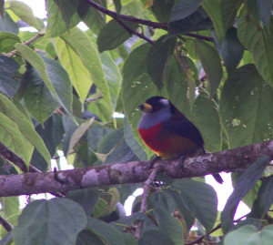 Toucan Barbet, Ecuador
