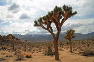 Joshua Tree NP, California
