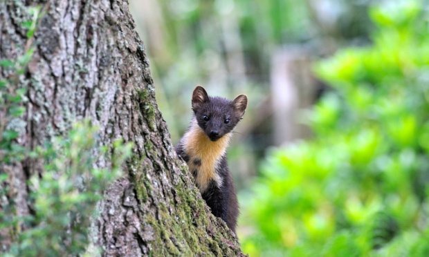 The Pine Marten, once common in the UK, is a natural predator of the grey squirrel and has successfully reduced their numbers in Ireland. Photograph: Alamy