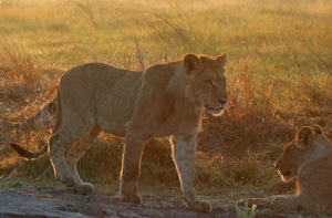 Serengeti Sunrise