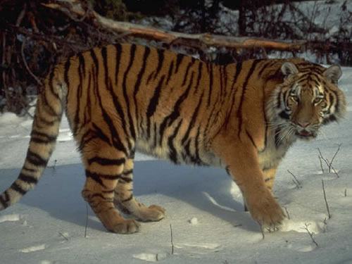 New national office for tigers in China