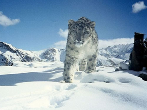 Snow leopards recorded in Tianshan mountains after 10 years absence