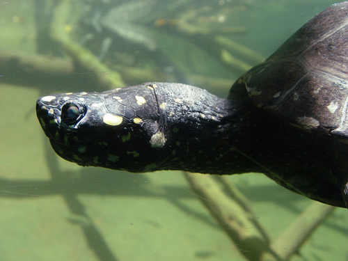 800px-Geoclemys_hamiltonii