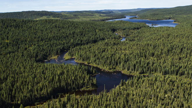Canada’s boreal region covers almost 60 percent of the country’s land area, essentially spanning from the Atlantic to the Pacific. It is one of the largest and most complex ecosystems on the planet. PHOTO: borealfacts.com