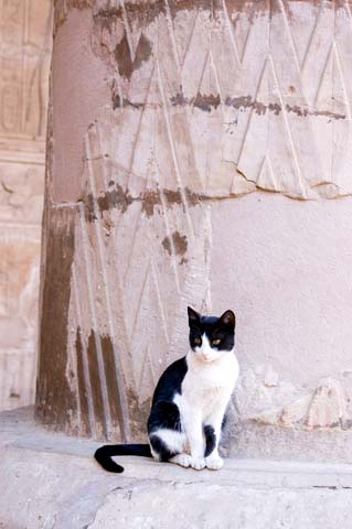 © Basphoto | Dreamstime.com - Cat At Ancient Egyptian Temple Photodreamstime_xs_18006751