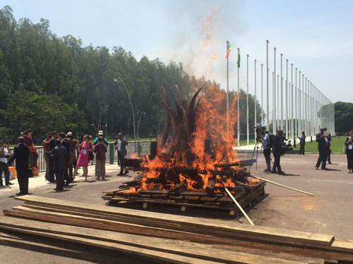 African-led Strategy, Action Plan to Combat Illegal Trade in Wild Fauna and&nbsp;Flora