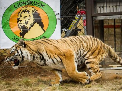 FOUR PAWS transfers family of six tigers to a new life in South African&nbsp;sanctuary