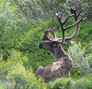 Male caribou, Denali